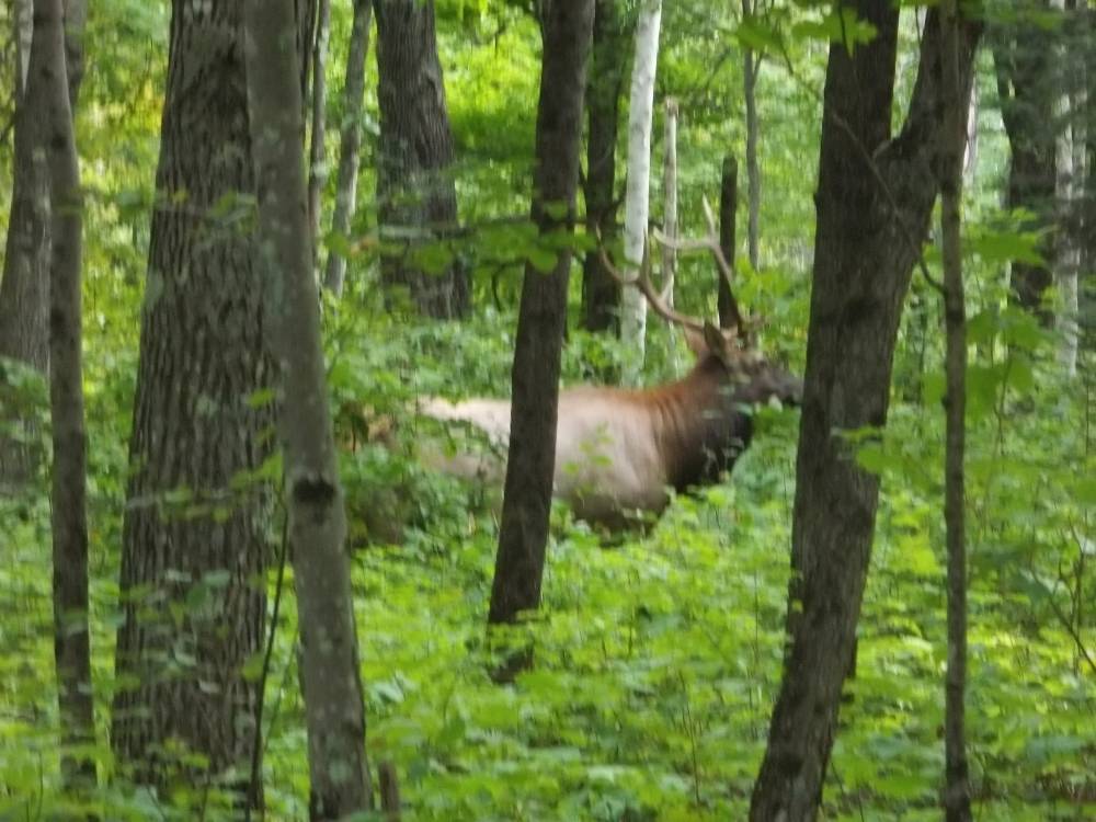 Wild Wisconsin Elk Viewing
