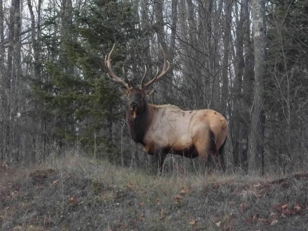 Wisconsin Elk Viewing Opportunities