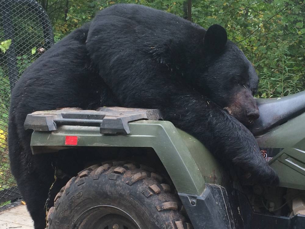 guided wisconsin black bear hunt
