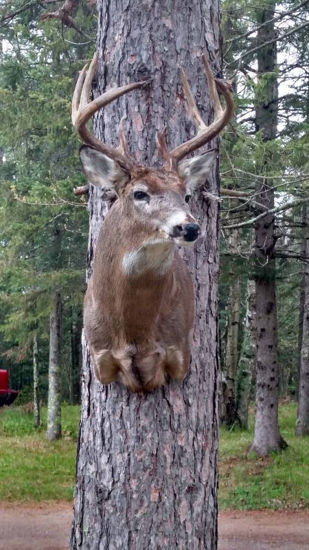 Whitetail Deer Mount