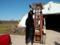 Successful Wisconsin Bear Hunt