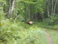Elk viewing in Clam Lake, WI