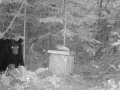 Northern Wisconsin Black Bear