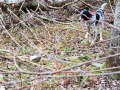 Wisconsin-grouse-guided-hunts-clam-lake Wisconsin-grouse-guided-hunts-clam-lake