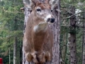 Whitetail Deer Mount