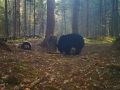 northern-wisconsin-black-bear-hunts