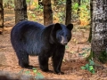 wisconsin-black-bear-guide