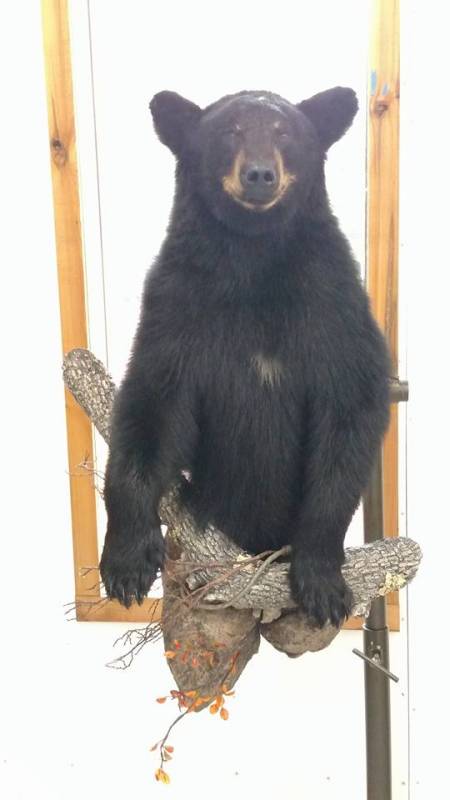 wisconsin-black-bear-taxidermy