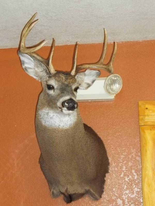 Wisconsin Whitetail Taxidermy