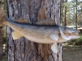 Northern Wisconsin Taxidermy Services fish, black bear, whitetail deer, predators & birds