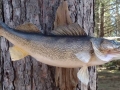 slide-walleye-fish-mount-taxidermy