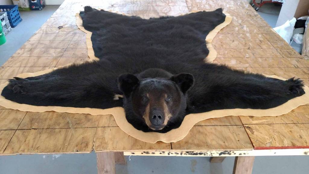 Black Bear Rug