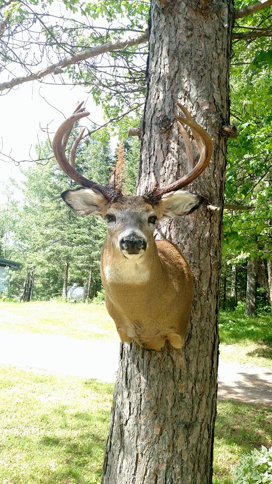 Whitetail Head Mount