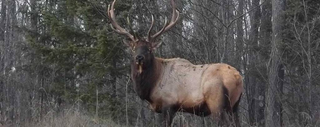 elk runa slide tan
