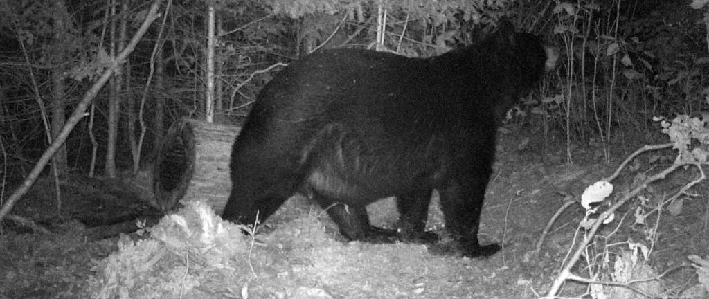 Wisconsin Bear Hunting Guide | Guided Wisconsin Predator Hunts | Taxidermy