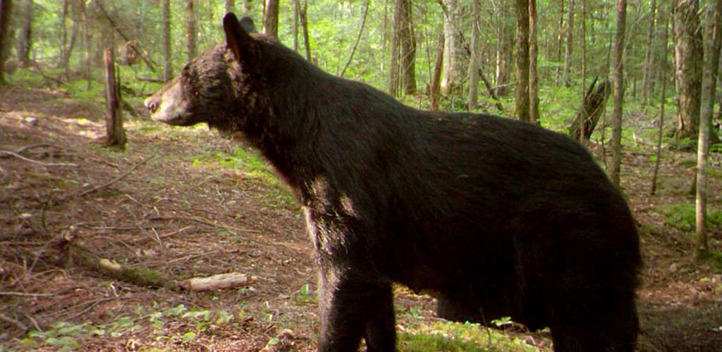 slide-black-bear-hunts-wisconsin