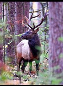 Clam Lake, WI Bull Elk